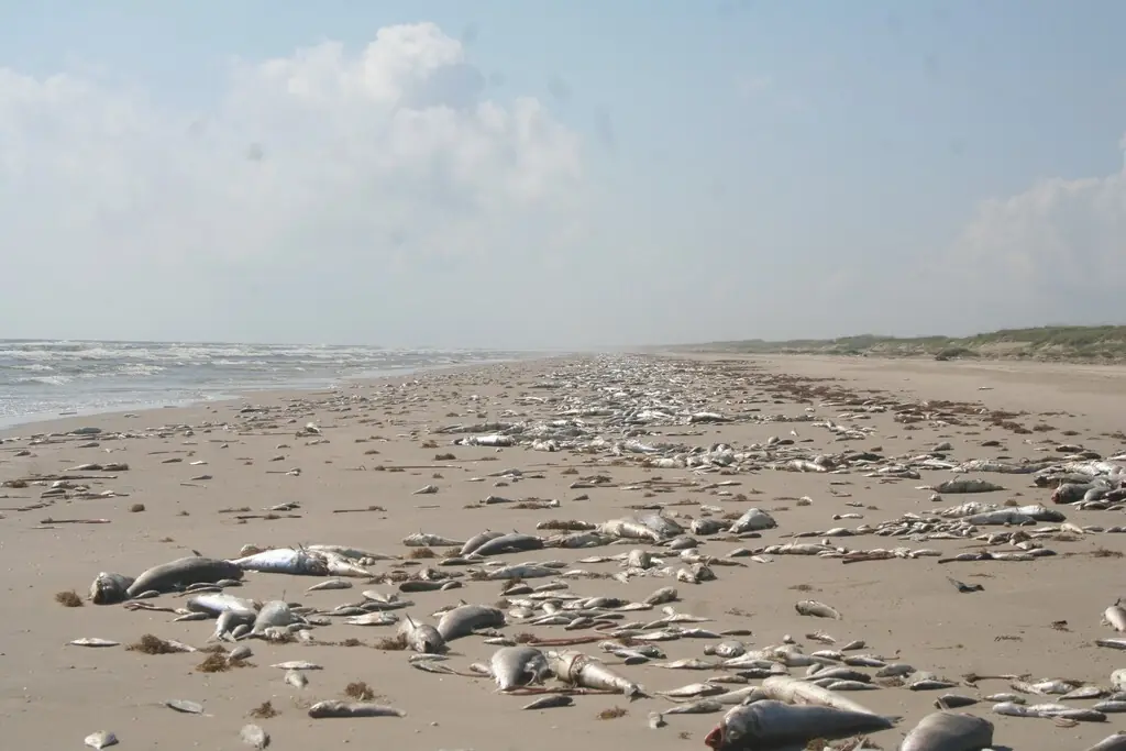 How Do Algal Blooms Turn Into Environmental Crises?